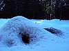 champlon5374 termites en hibernation.jpg